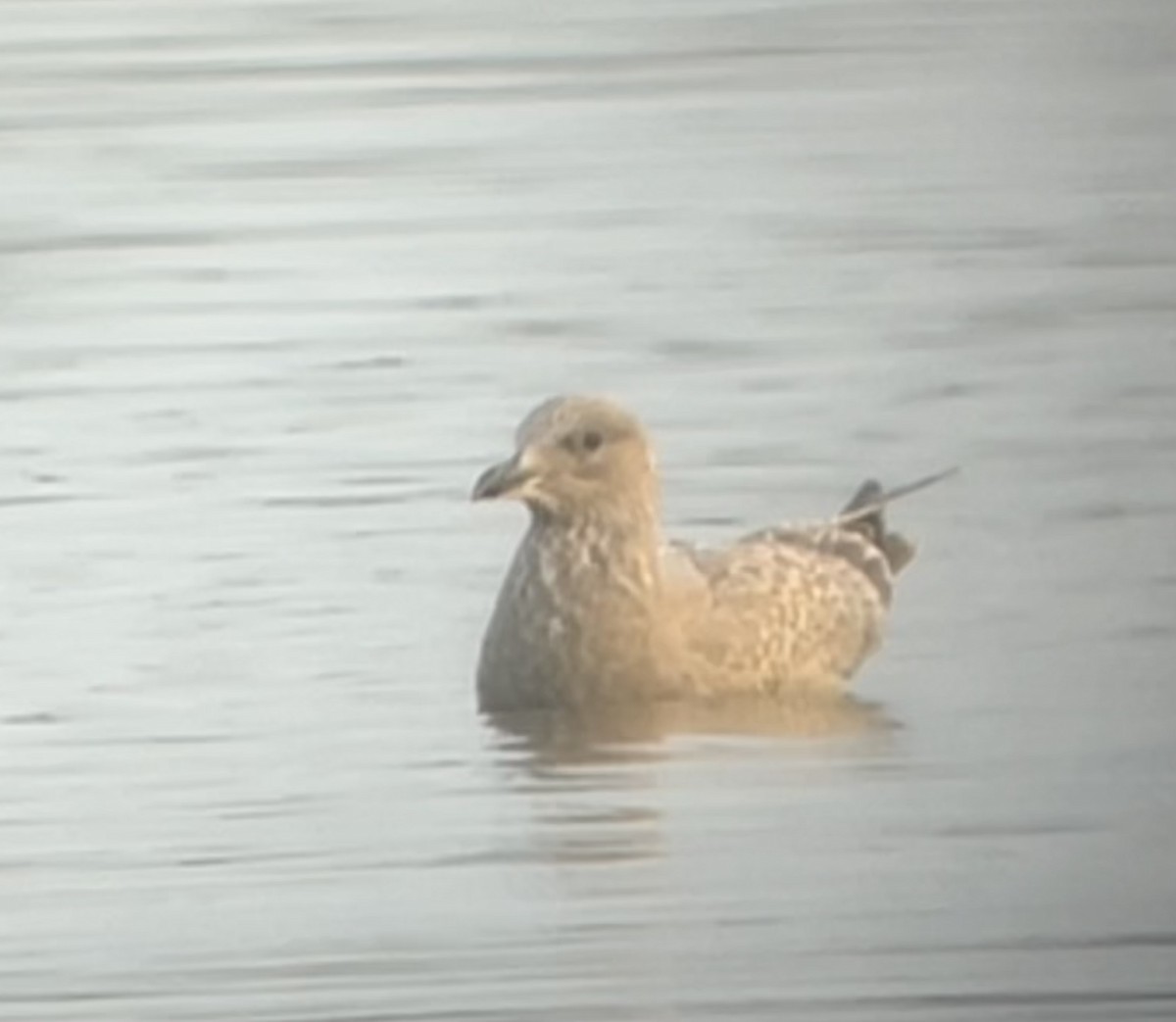 Goéland arctique (thayeri) - ML644370763