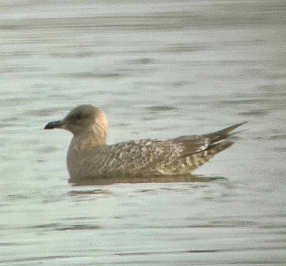 Goéland arctique (thayeri) - ML644370764