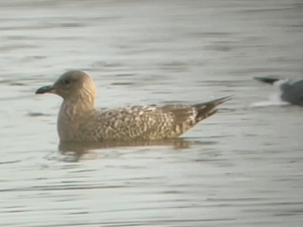 Goéland arctique (thayeri) - ML644370765