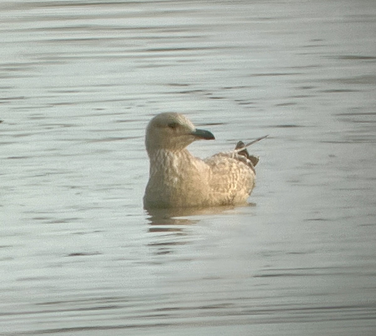 Goéland arctique (thayeri) - ML644370766