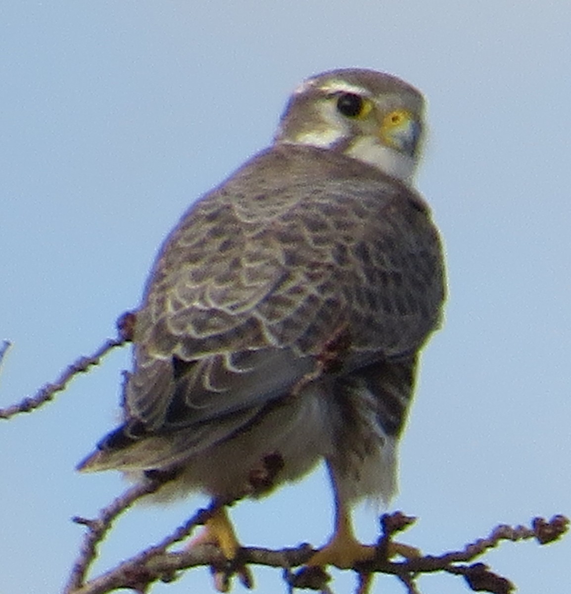 Prairie Falcon - ML644370767