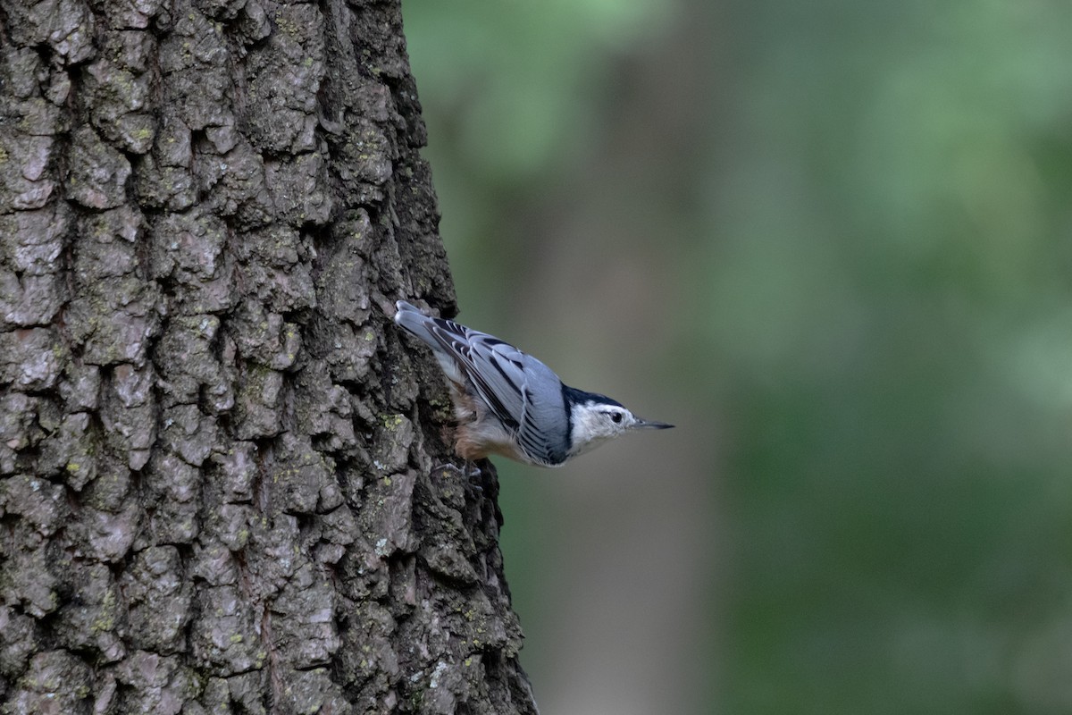 Sittelle à poitrine blanche - ML644370768