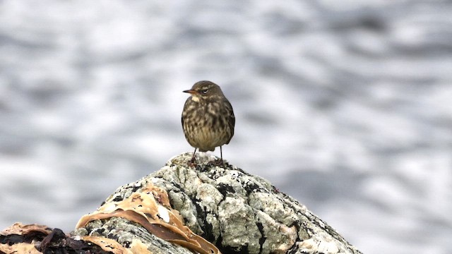 Rock Pipit - ML644370773