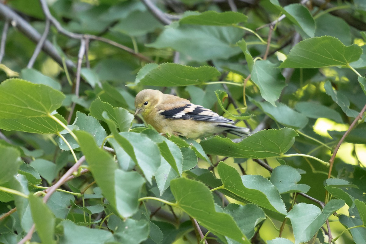 Chardonneret jaune - ML644370776