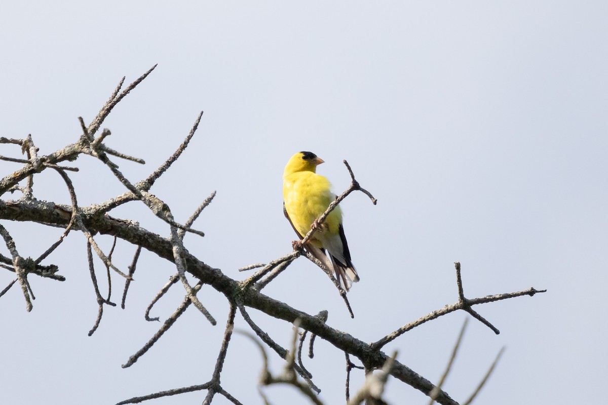 Chardonneret jaune - ML644370777