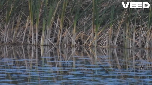 Eurasian Bittern - ML644370782