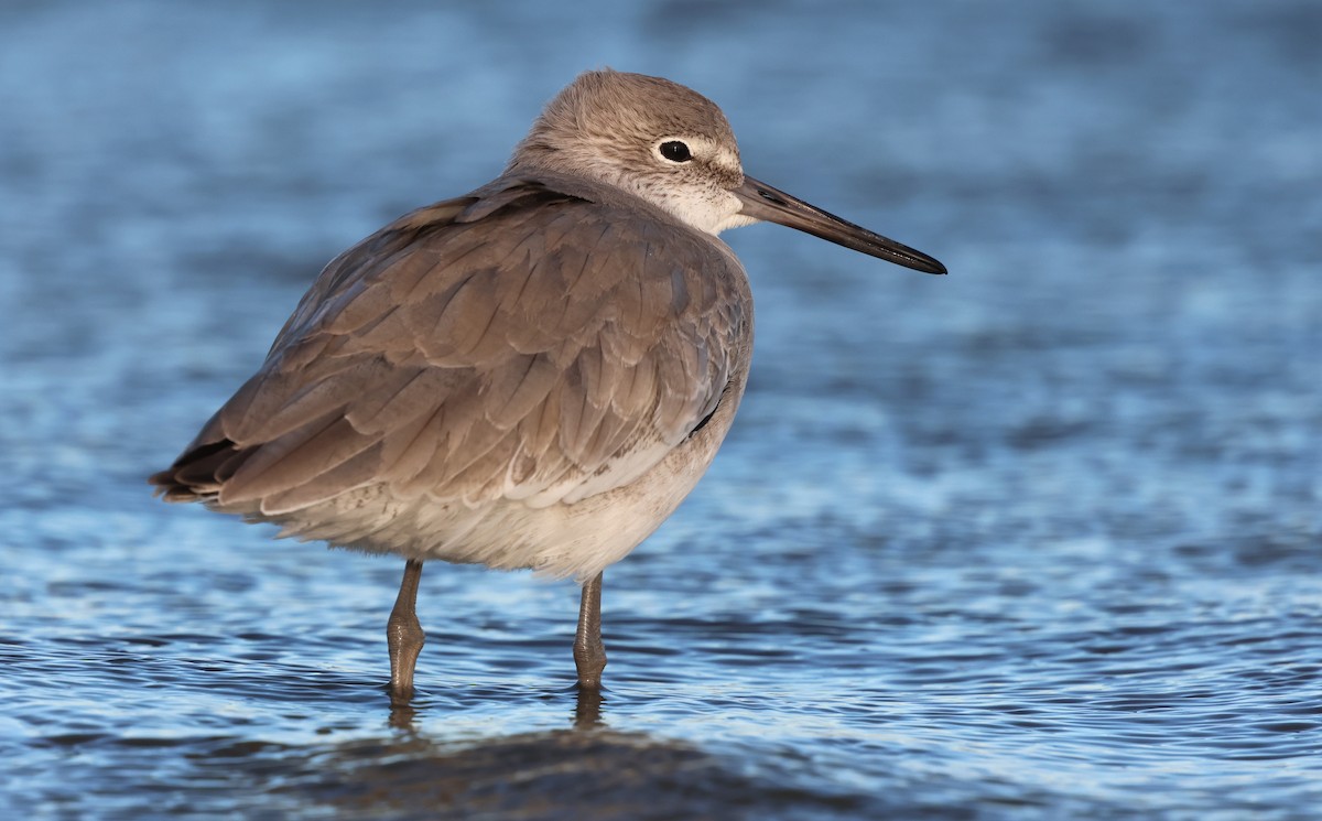 Kuliska erdipalmatua - ML644370794