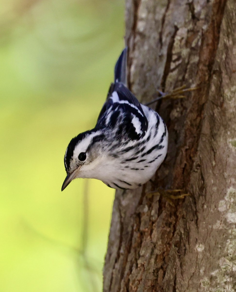 Black-and-white Warbler - ML644370796