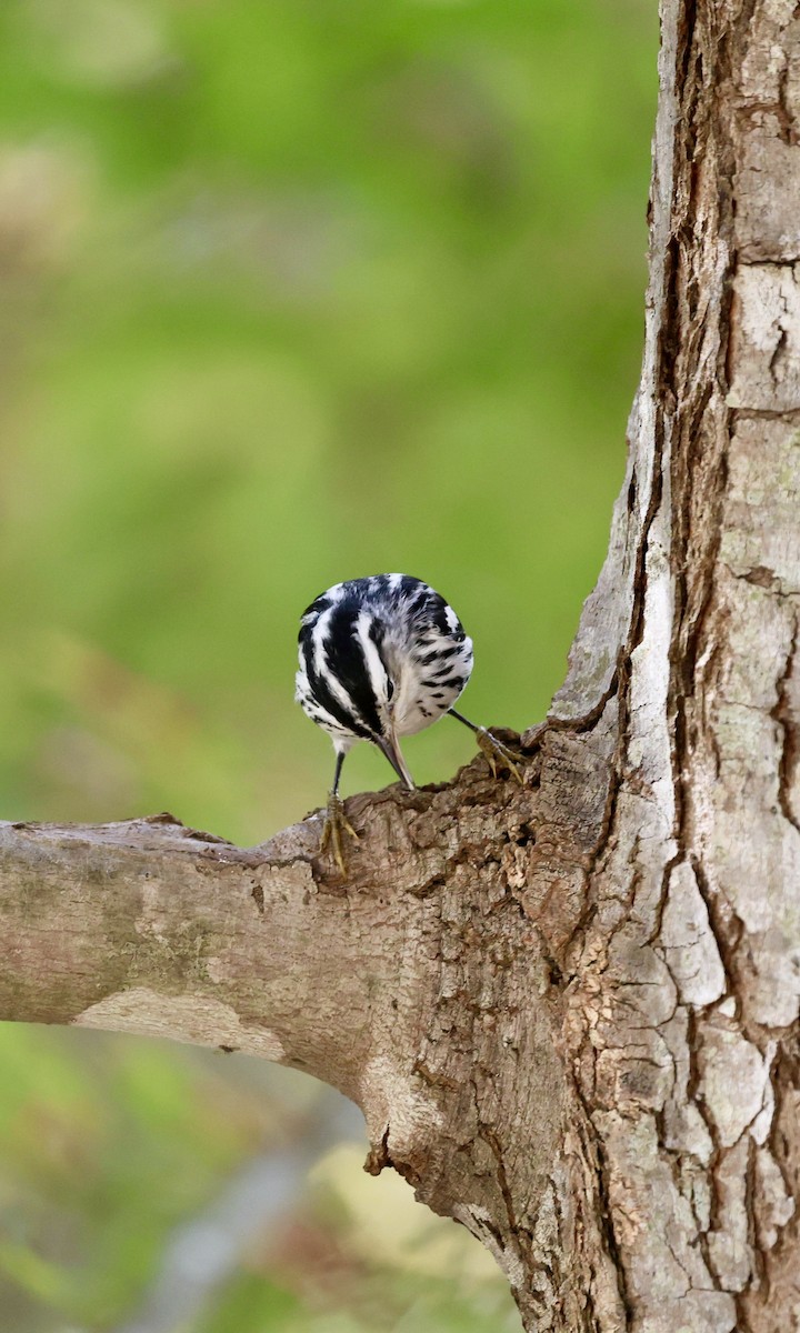 Black-and-white Warbler - ML644370797