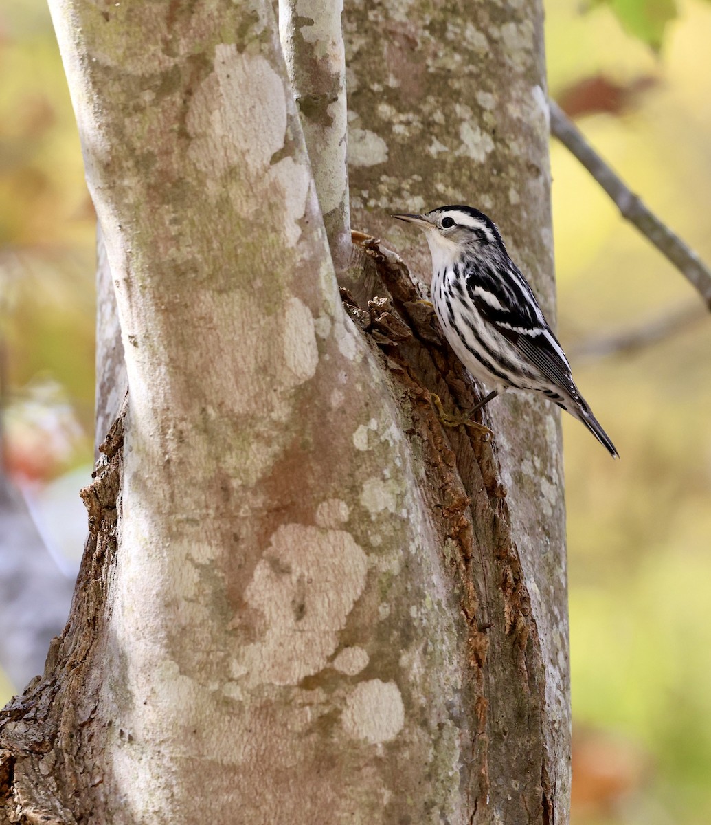Black-and-white Warbler - ML644370798