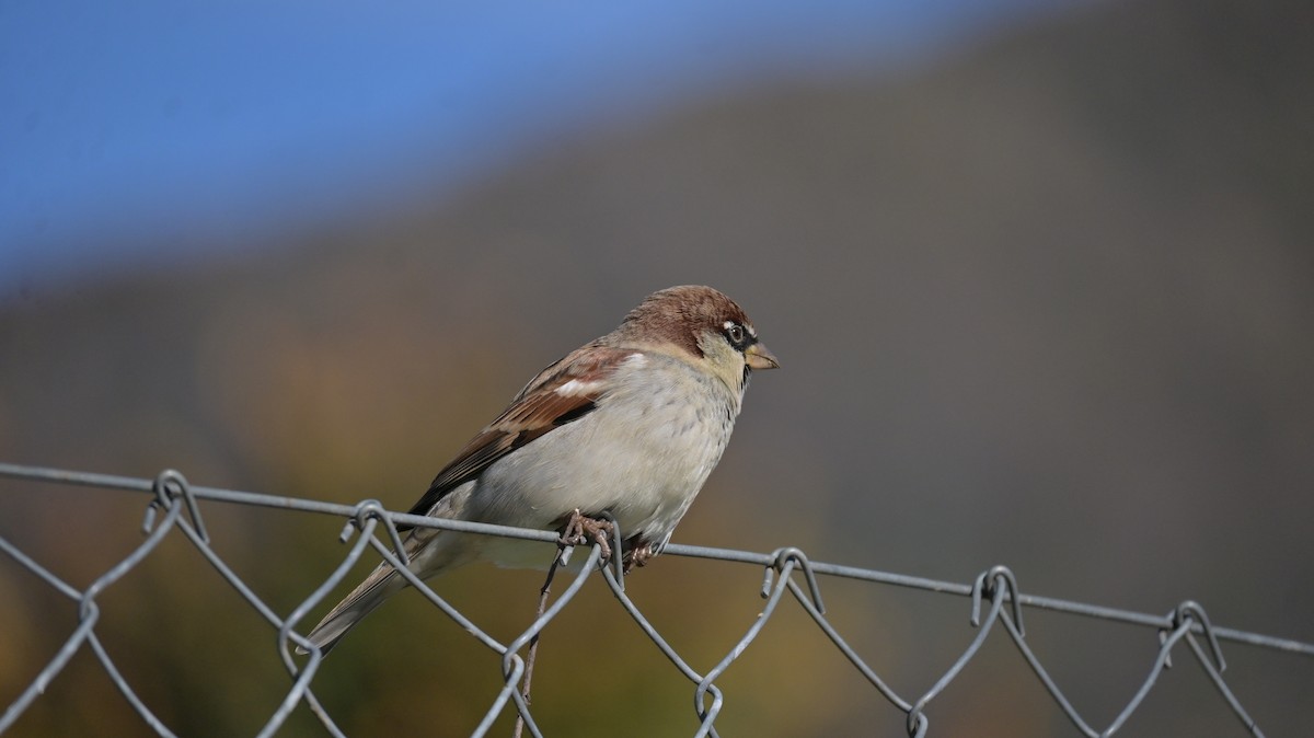 Passera d'Italia - ML644370806