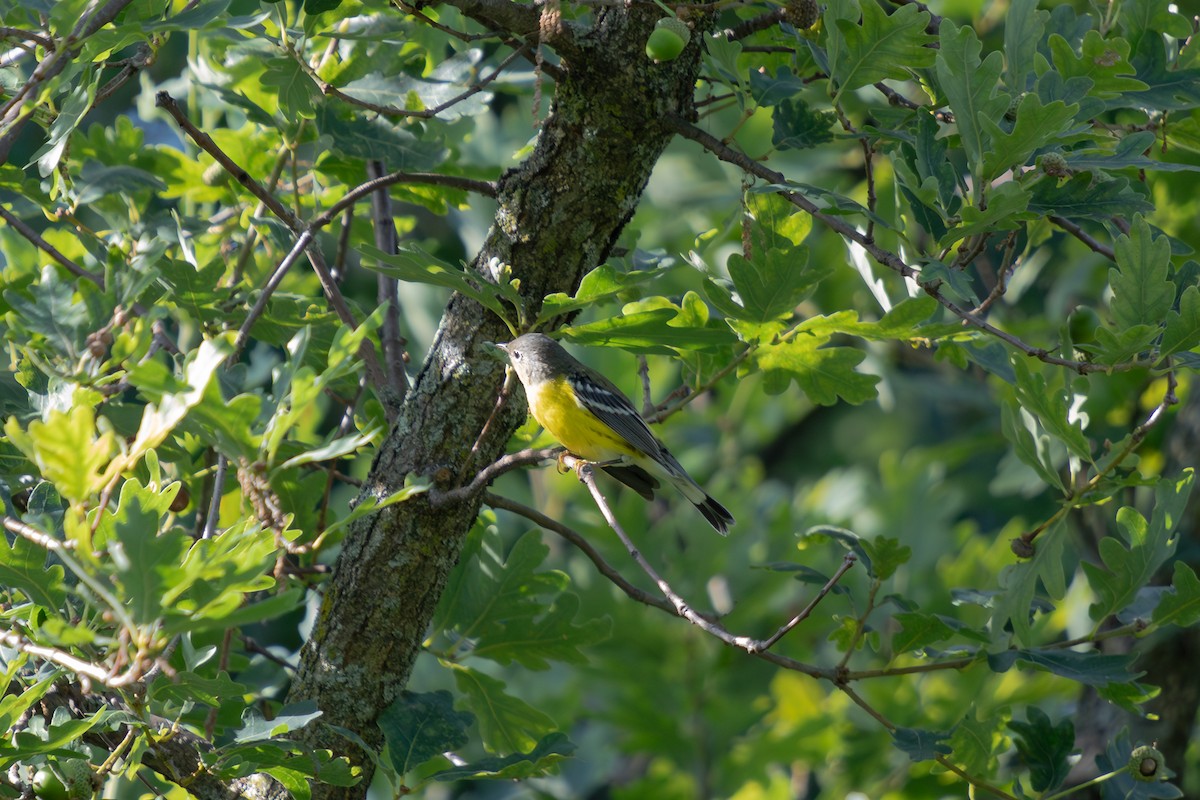 Paruline à tête cendrée - ML644370809