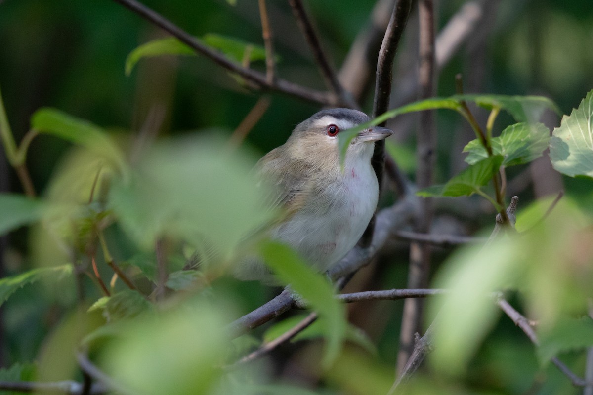 Viréo aux yeux rouges - ML644370832