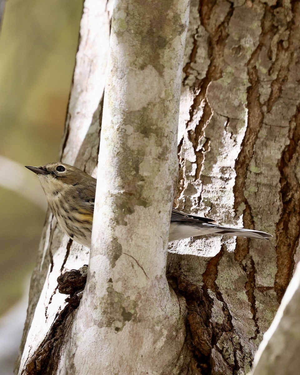 Yellow-rumped Warbler - ML644370836