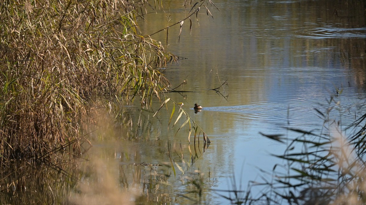 Little Grebe - ML644370847