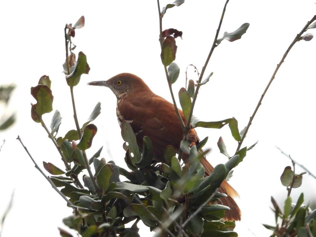 brunspottefugl - ML644370848