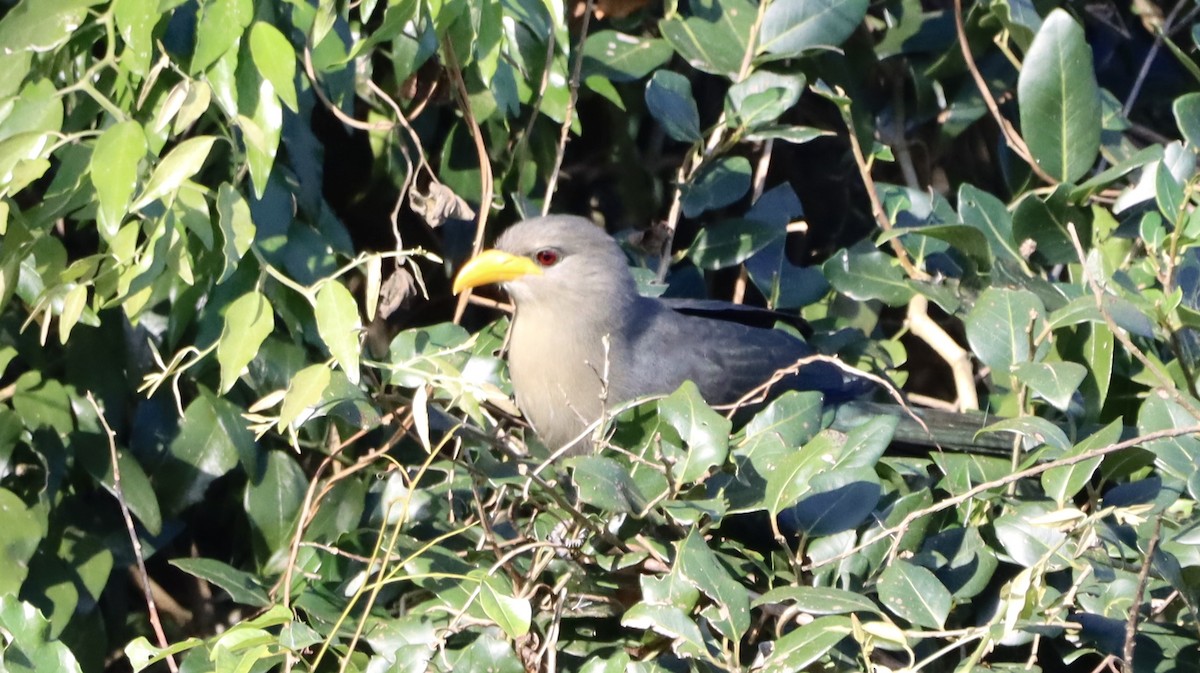 Green Malkoha - ML644370849