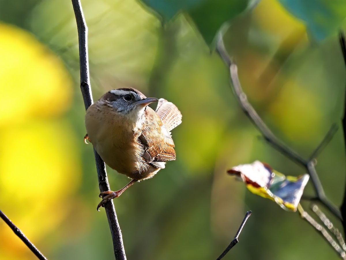 Carolina Wren - ML644370853