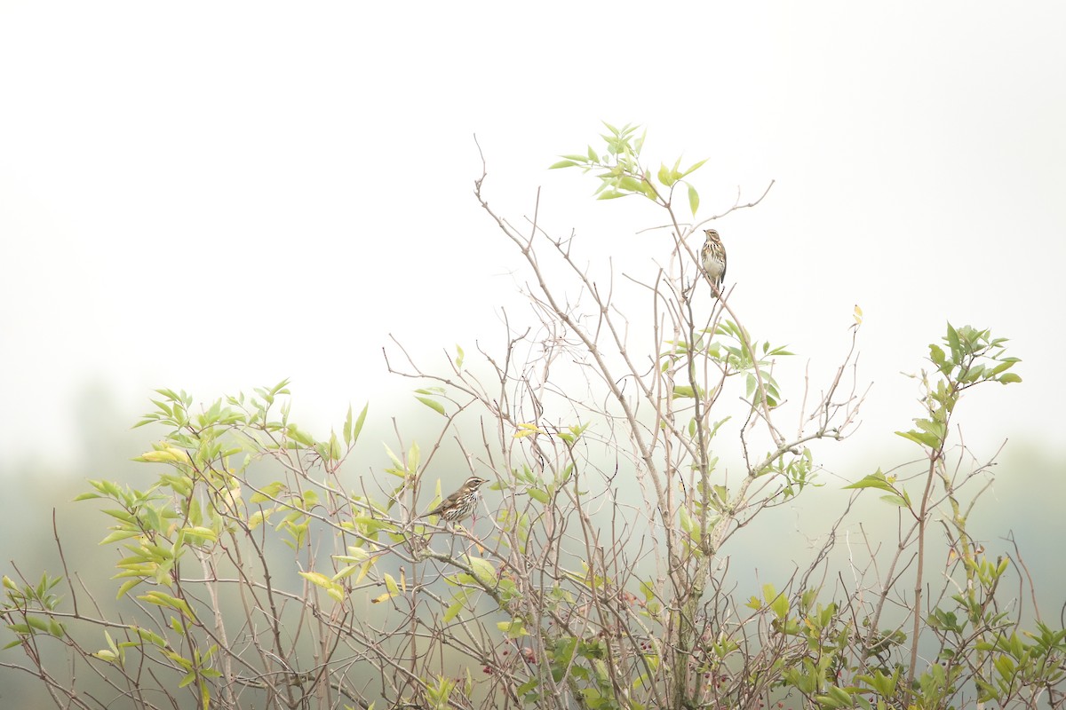 Grive mauvis - ML644370854