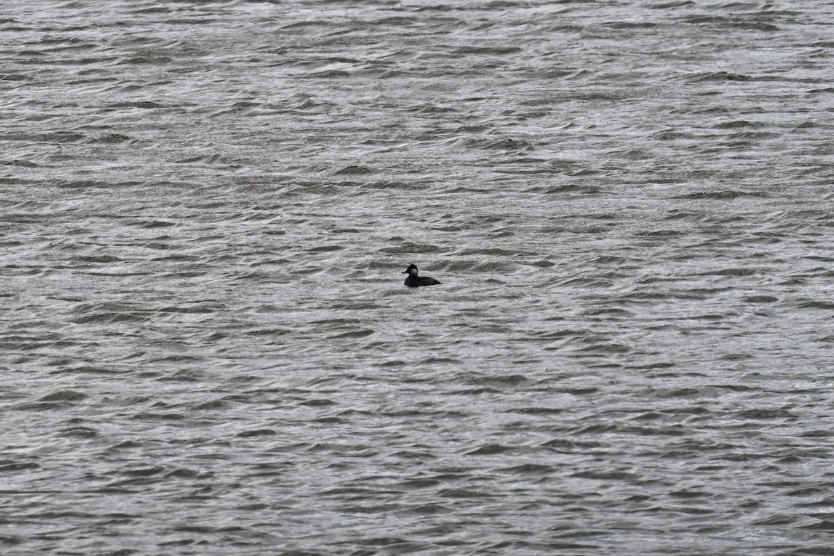 Савка американська - ML644370864