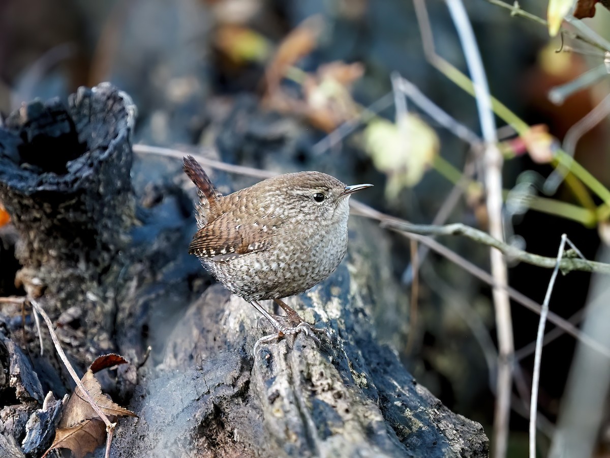 Winter Wren - ML644370866