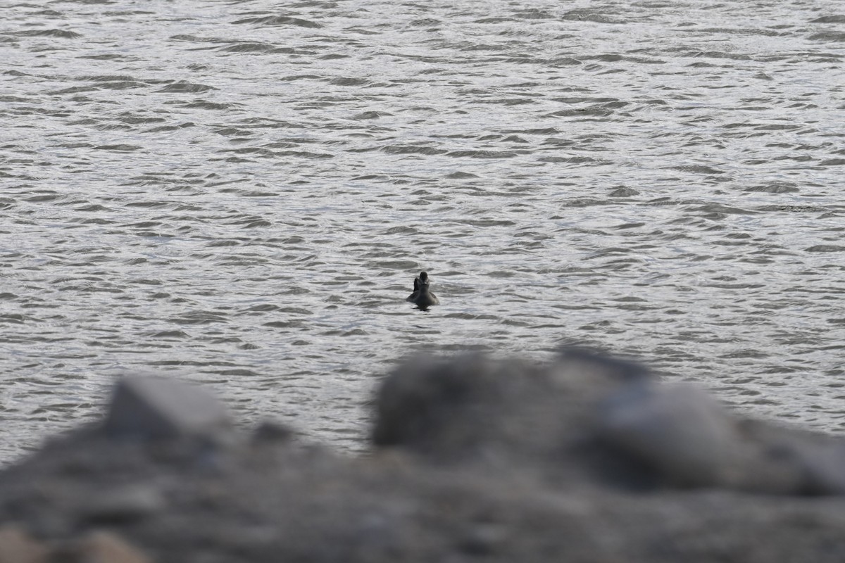 Савка американська - ML644370871