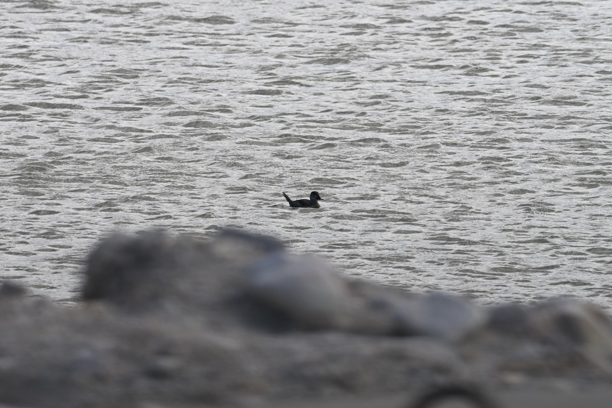 Савка американська - ML644370872