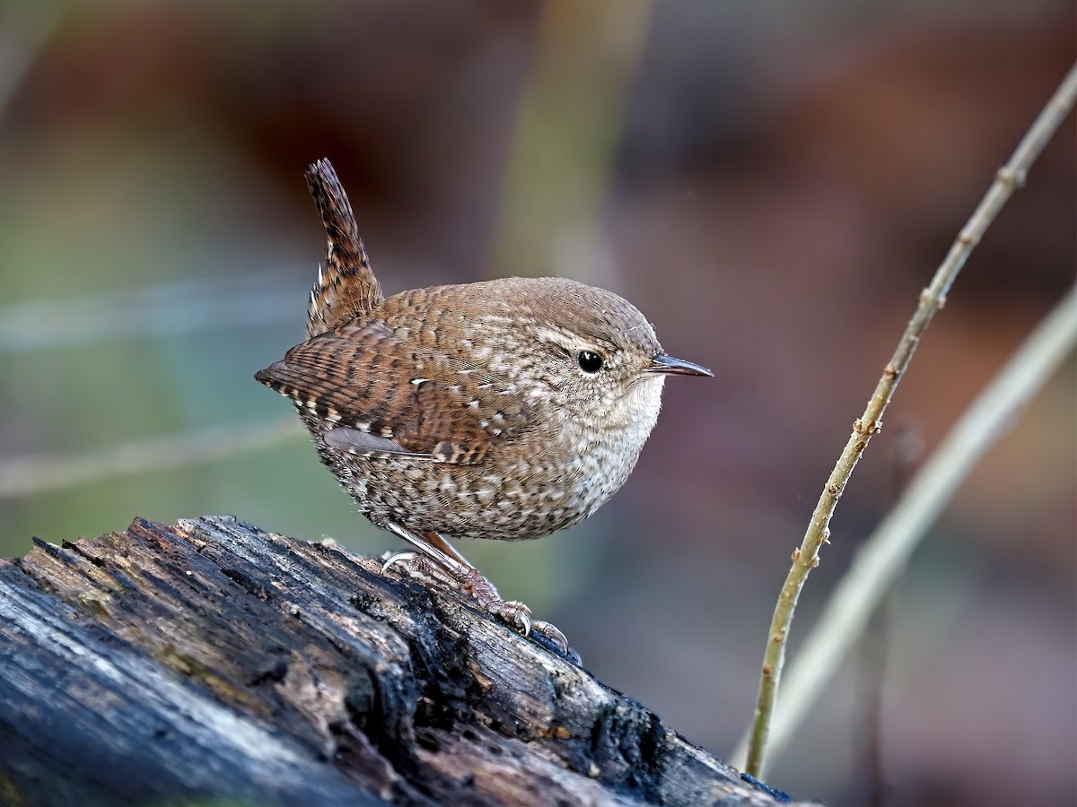 Winter Wren - ML644370879
