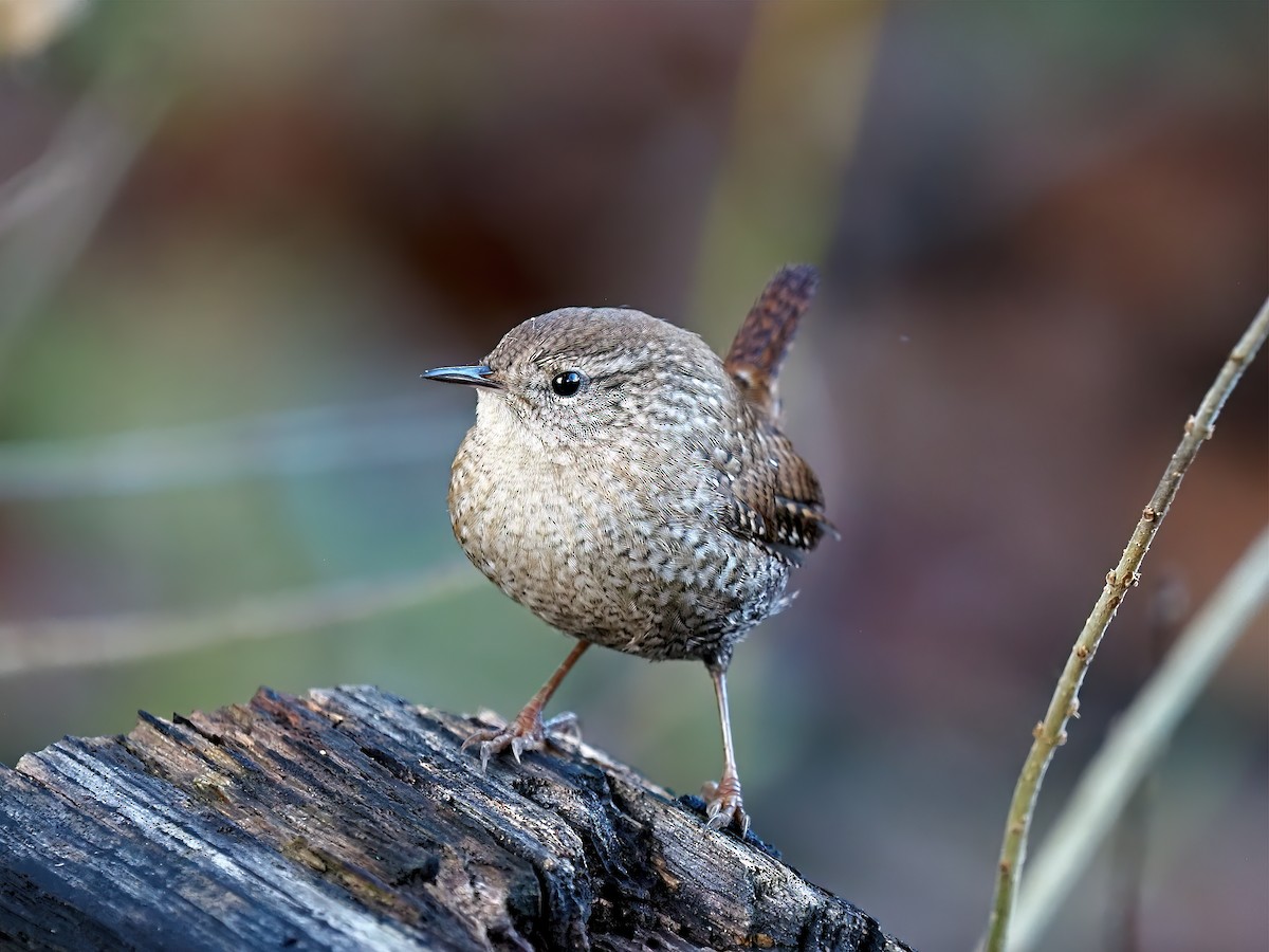 Winter Wren - ML644370884