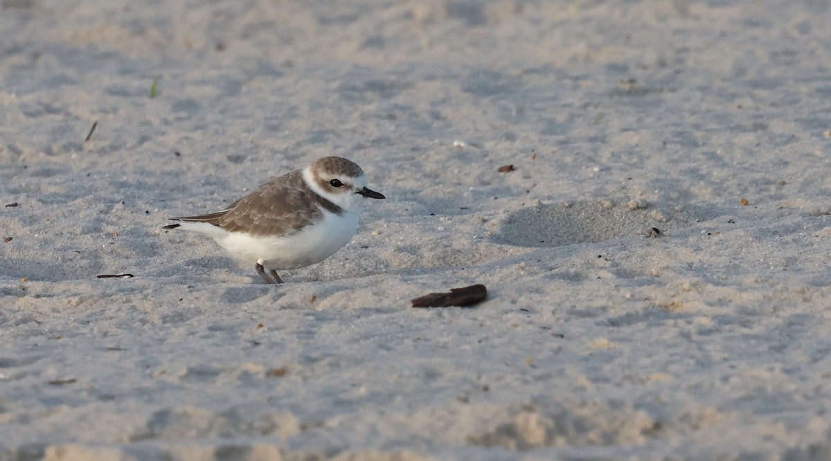 Snowy Plover - ML644370890