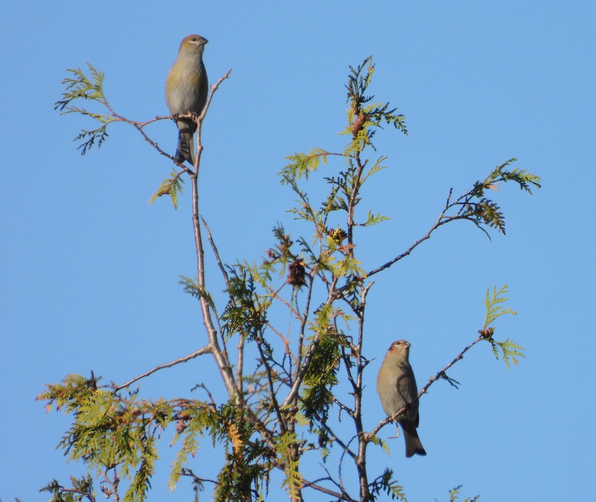 Смеречник тайговий - ML644370891
