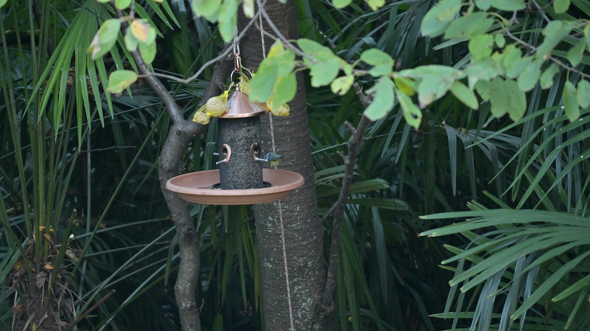 Eurasian Blue Tit - ML644370897