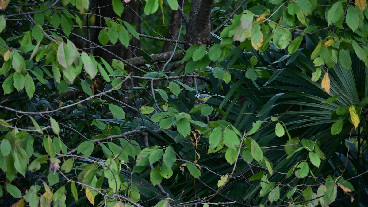 Eurasian Blue Tit - ML644370898