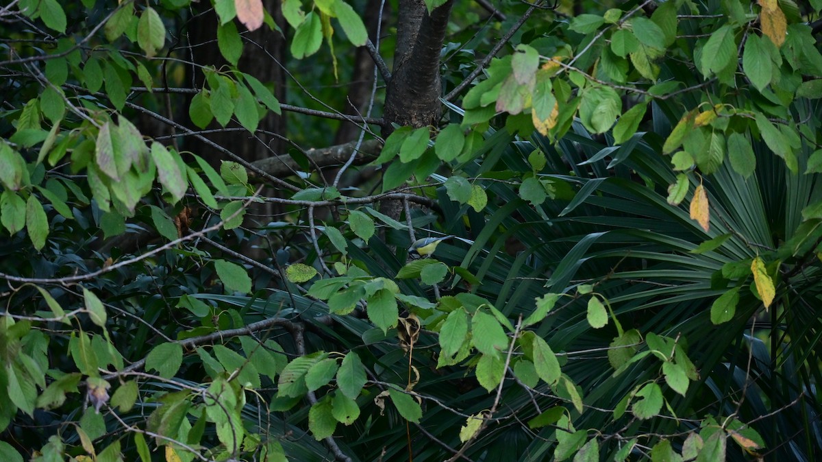 Eurasian Blue Tit - ML644370900