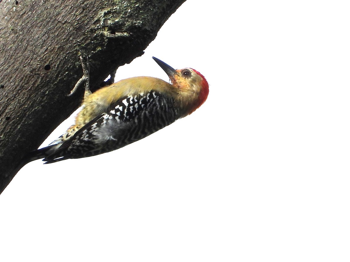 Red-crowned Woodpecker - ML644370902