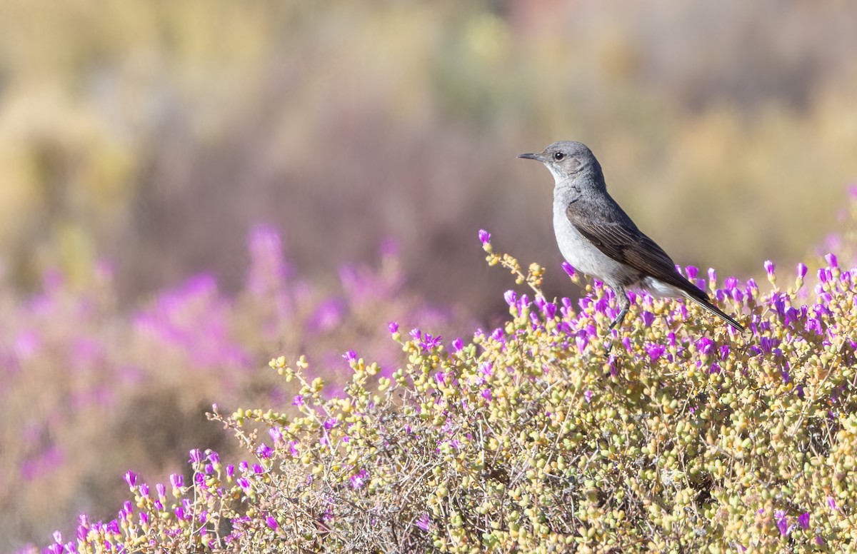 Karoo Chat - ML644370905