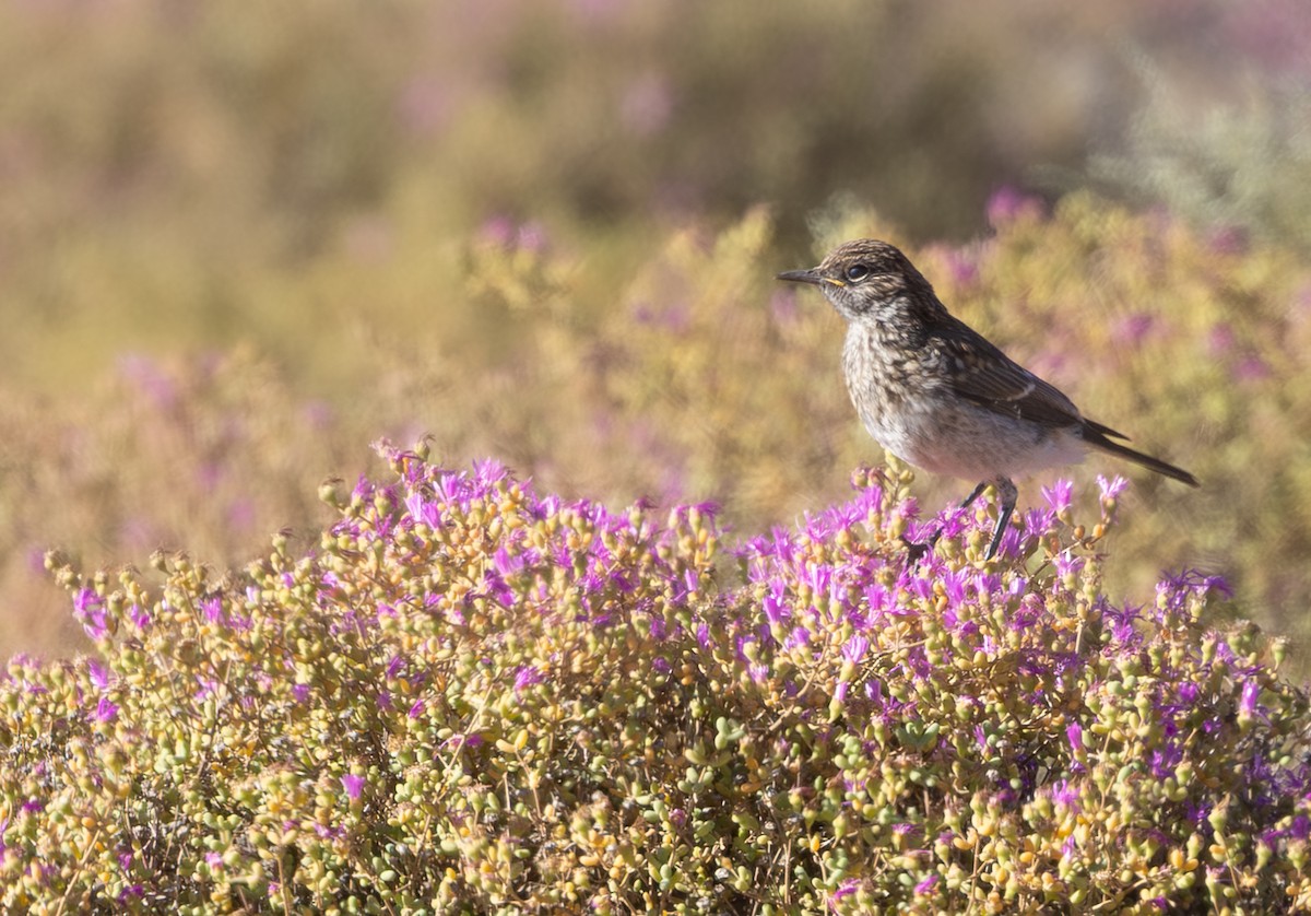 Karoo Chat - ML644370906