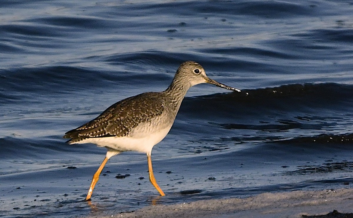 Greater Yellowlegs - ML644370923