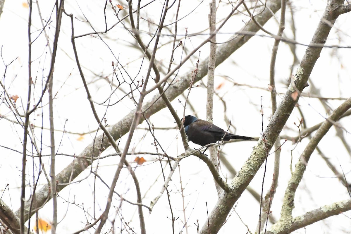 Quiscale bronzé - ML644370927