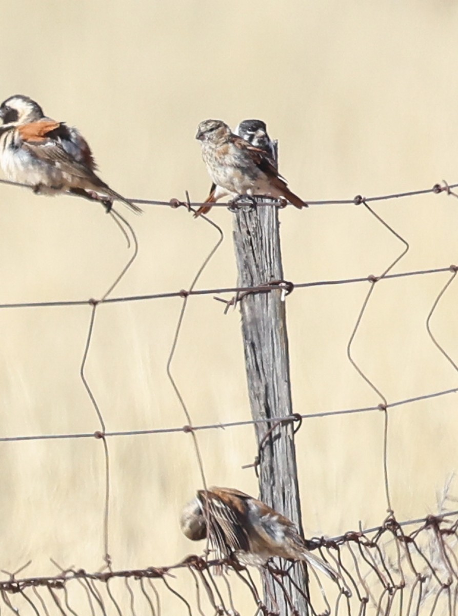 Black-headed Canary (Damara) - ML644370930