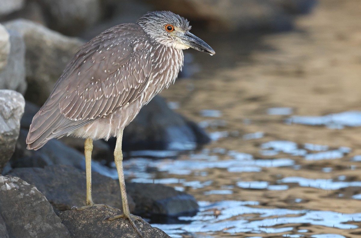 Sarı Tepeli Gece Balıkçılı - ML644370932