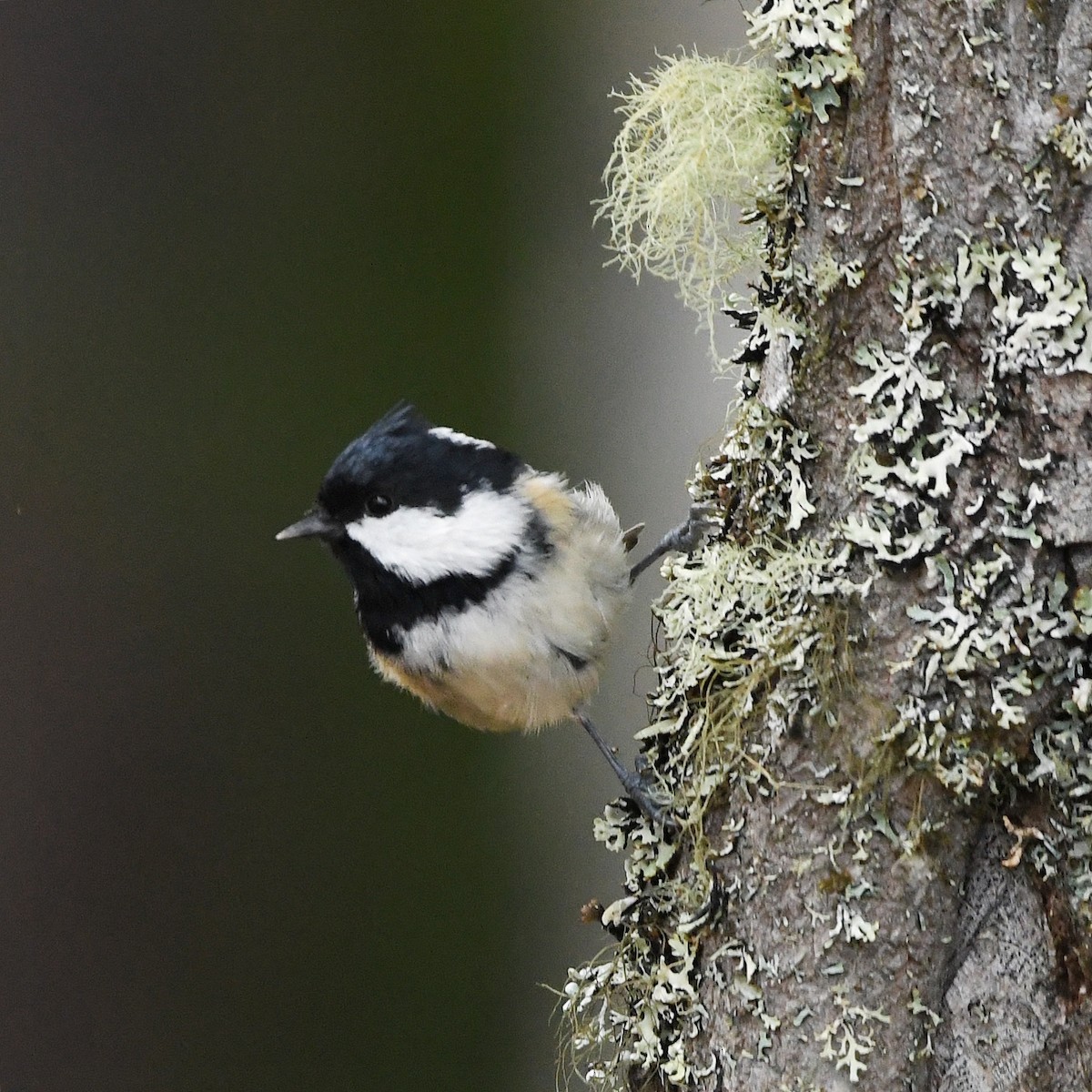 ヒガラ - ML644370933