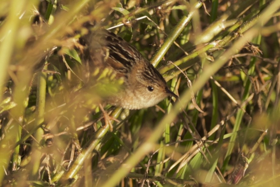 Cucarachero Culibarrado - ML644370937