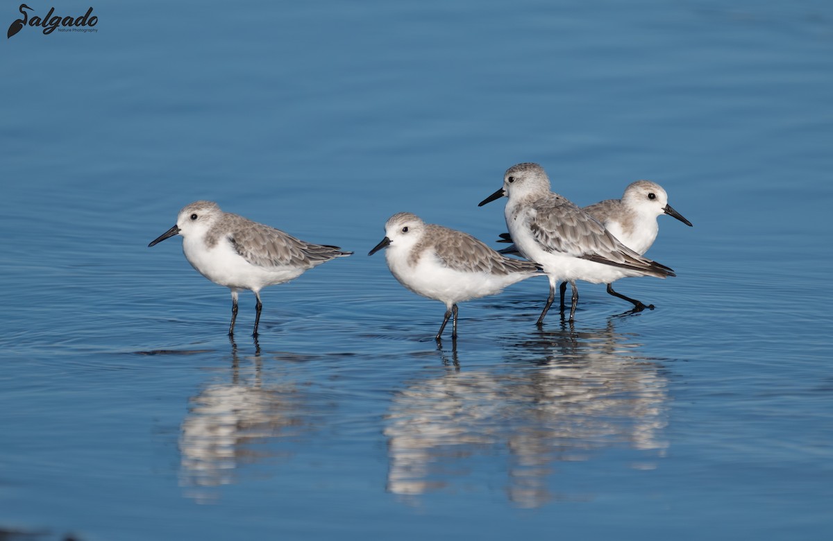 Sanderling - ML644370940
