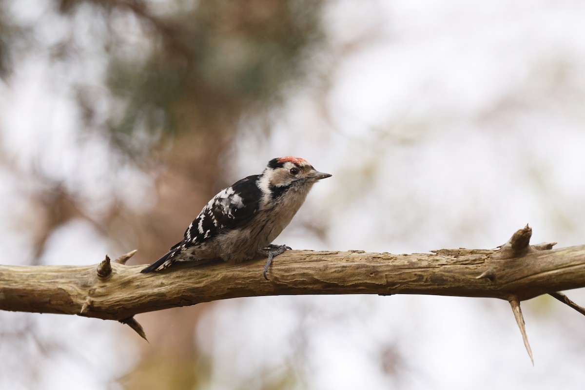 Цоохор тоншуул - ML644370944