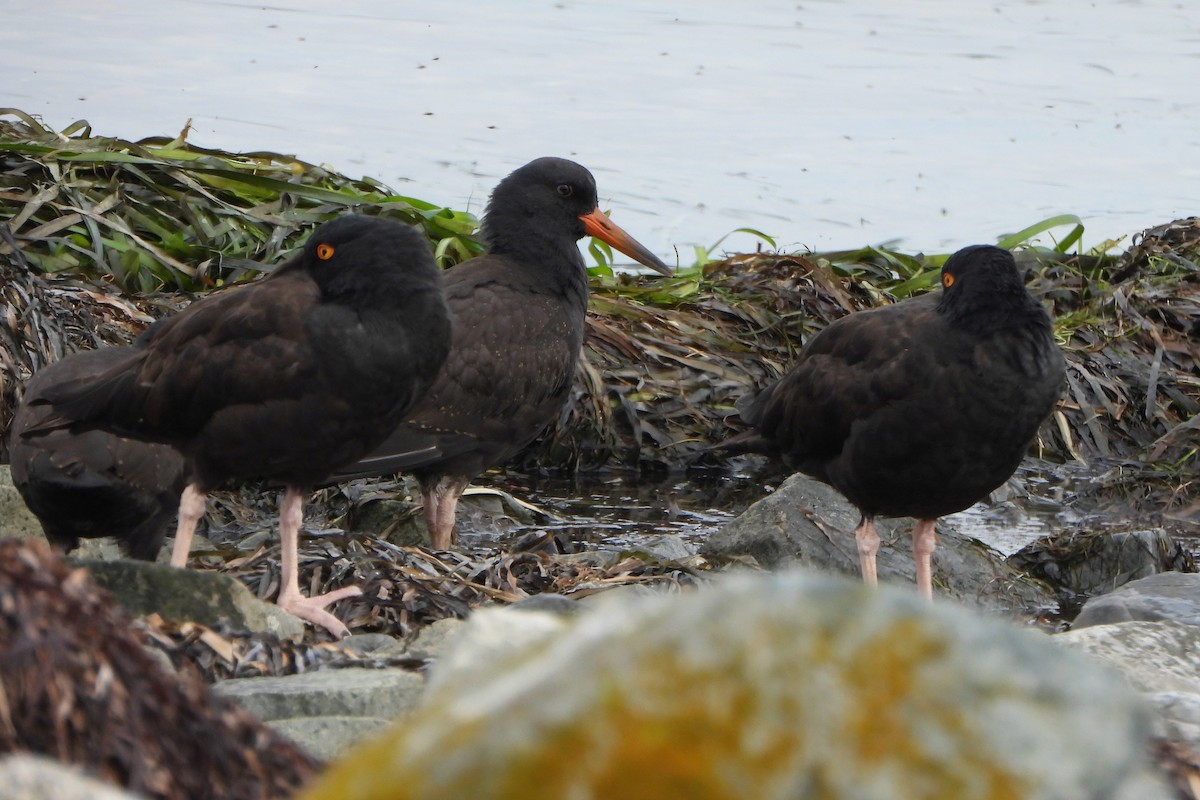 Чёрный кулик-сорока - ML644370947