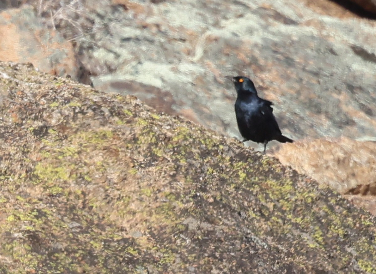 blekvingestær - ML644370953