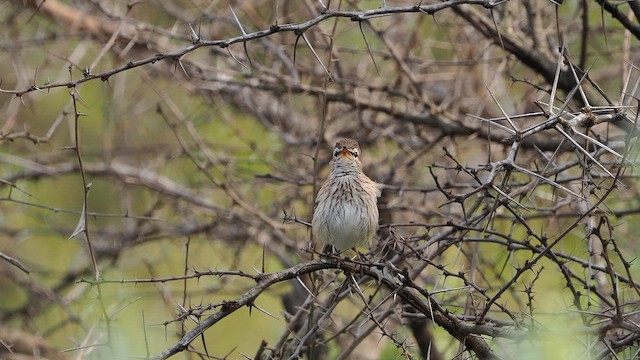White-browed Scrub-Robin - ML644370956