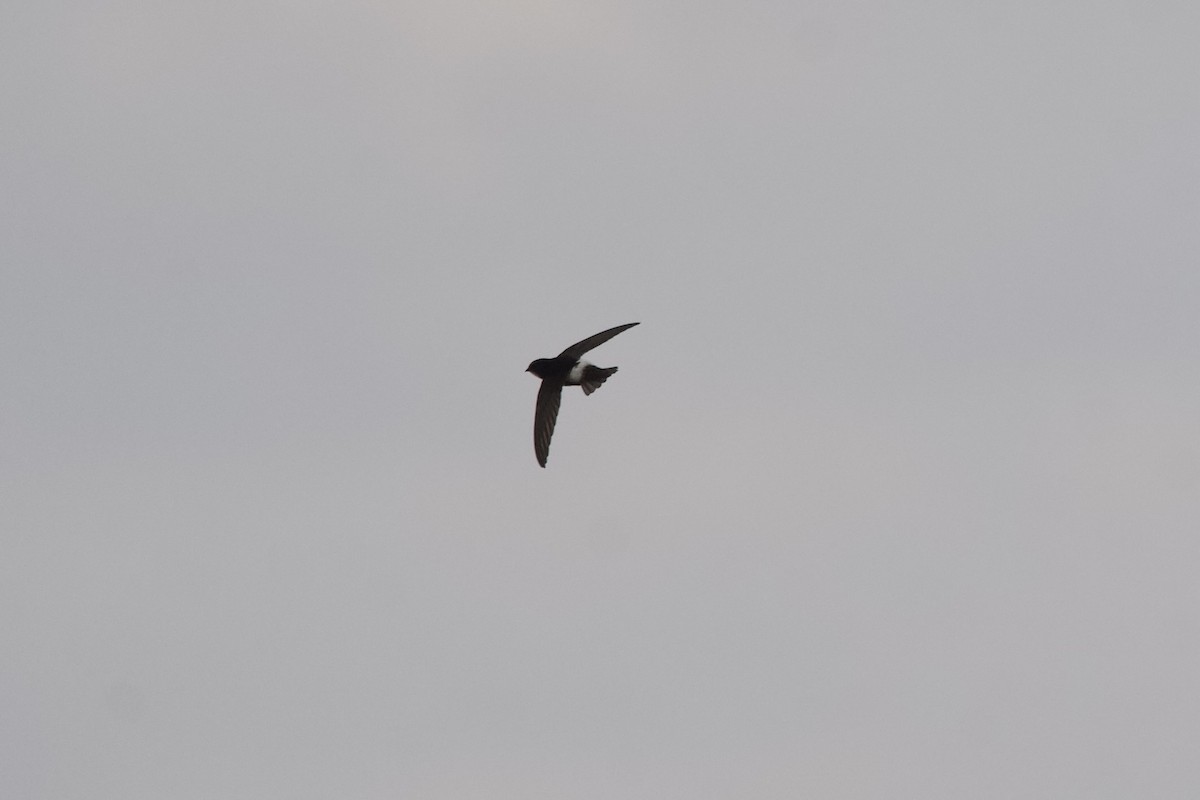 Little Swift - ML644370965