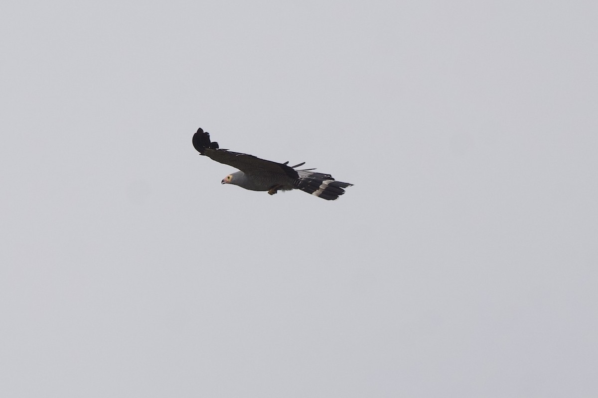 African Harrier-Hawk - ML644370972